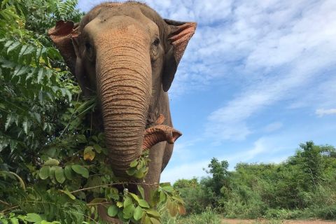 Pattaya: Excursão Ética Interativa Santuário de Elefantes