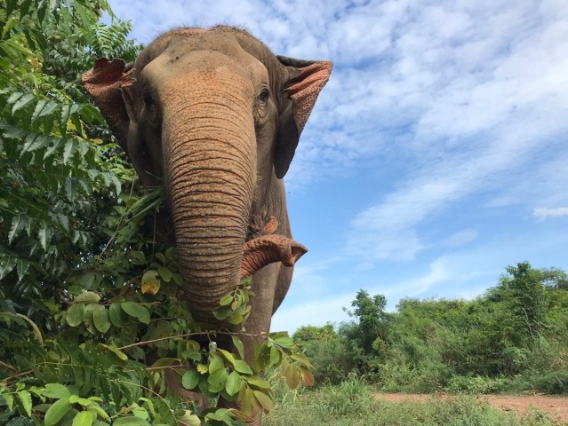Visit Pattaya Ethical Elephant Sanctuary Interactive Tour in Jomtien, Thailand