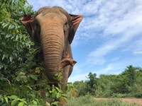 Pattaya, tour interattivo per santuari degli elefanti etici - Housity