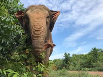 Pattaya: Ethical Elephant Sanctuary Interactive Tour