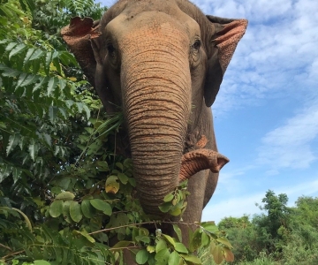 Pattaya: Elefanten-Schutzzentrum − Interaktive Tour