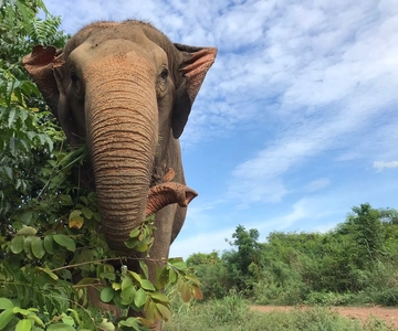 Pattaya: Ethical Elephant Sanctuary Interactive Tour