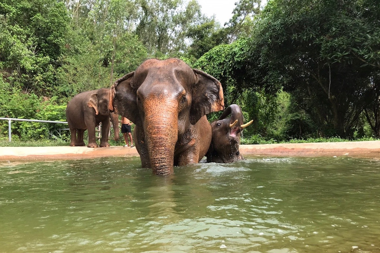 Pattaya: interactieve tour door ethische olifantenopvangTour met gedeeld vervoer (heen en terug)