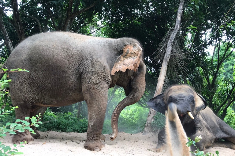 Pattaya: interactieve tour door ethische olifantenopvangTour met gedeeld vervoer (heen en terug)