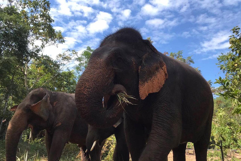 Bangkok: excursión al santuario ético de elefantes PattayaTour con traslado privado