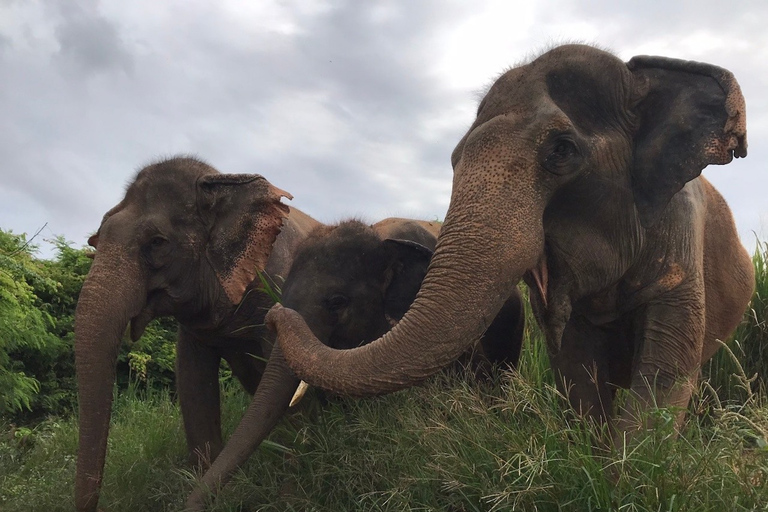 Depuis Bangkok : sanctuaire d'éléphants éthique à PattayaExcursion avec transfert privé