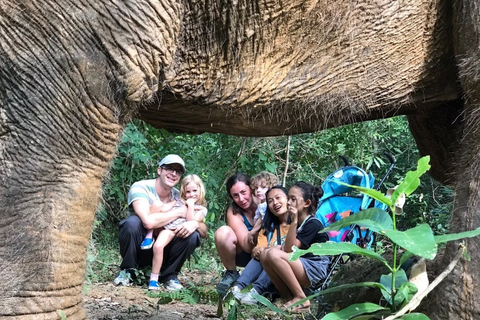 Depuis Bangkok : sanctuaire d'éléphants éthique à PattayaExcursion avec transfert privé