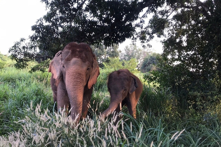 Depuis Bangkok : sanctuaire d'éléphants éthique à PattayaExcursion avec transfert privé