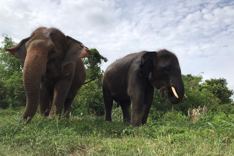 Bangkok: excursión al santuario ético de elefantes PattayaTour con traslado privado