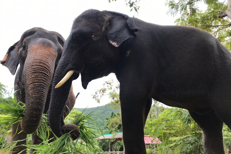 Depuis Bangkok : sanctuaire d'éléphants éthique à PattayaExcursion avec transfert privé