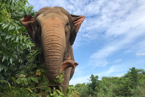 Depuis Bangkok : sanctuaire d'éléphants éthique à PattayaExcursion avec transfert privé