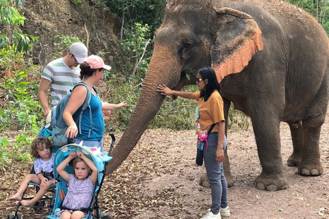 Depuis Bangkok : sanctuaire d'éléphants éthique à PattayaExcursion avec transfert privé