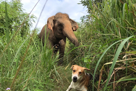 Depuis Bangkok : sanctuaire d'éléphants éthique à PattayaExcursion avec transfert privé