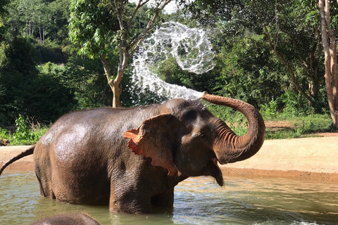 Bangkok: excursión al santuario ético de elefantes PattayaTour con traslado privado