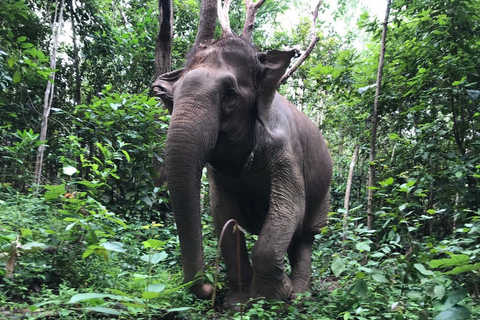 Depuis Bangkok : sanctuaire d'éléphants éthique à PattayaExcursion avec transfert privé