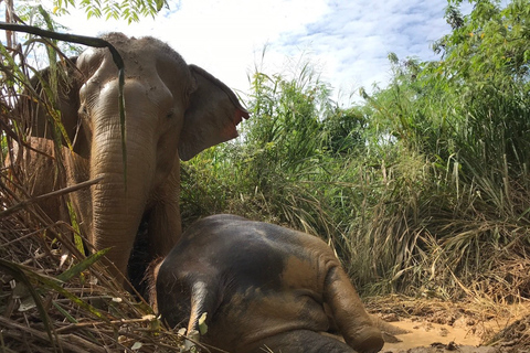 De Bangkok: Excursão ao Santuário de Elefantes de Pattaya