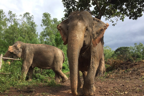 Depuis Bangkok : sanctuaire d'éléphants éthique à PattayaExcursion avec transfert privé