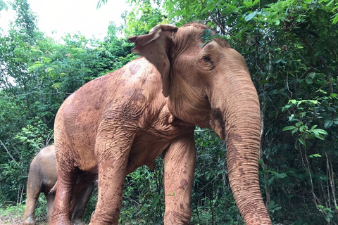 De Bangkok: Excursão ao Santuário de Elefantes de Pattaya