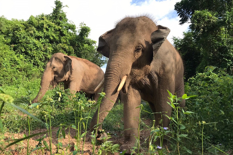 Bangkok: excursión al santuario ético de elefantes PattayaTour con traslado privado