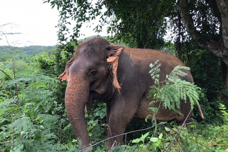 De Bangkok: Excursão ao Santuário de Elefantes de Pattaya