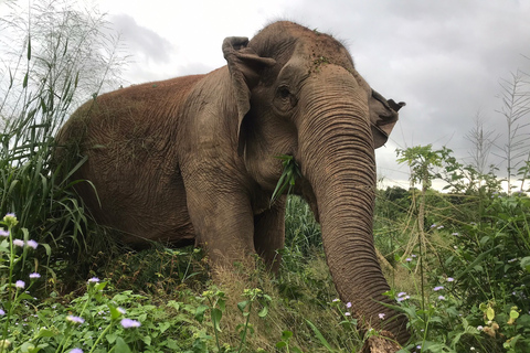 Bangkok: excursión al santuario ético de elefantes PattayaTour con traslado privado