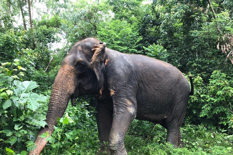 Depuis Bangkok : sanctuaire d'éléphants éthique à PattayaExcursion avec transfert privé