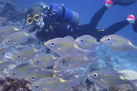 Mauritius: Gerätetauchen an der Nordküste