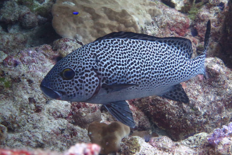 Padi: educación continua avanzadaMauricio: curso avanzado de buceo en aguas abiertas PADI