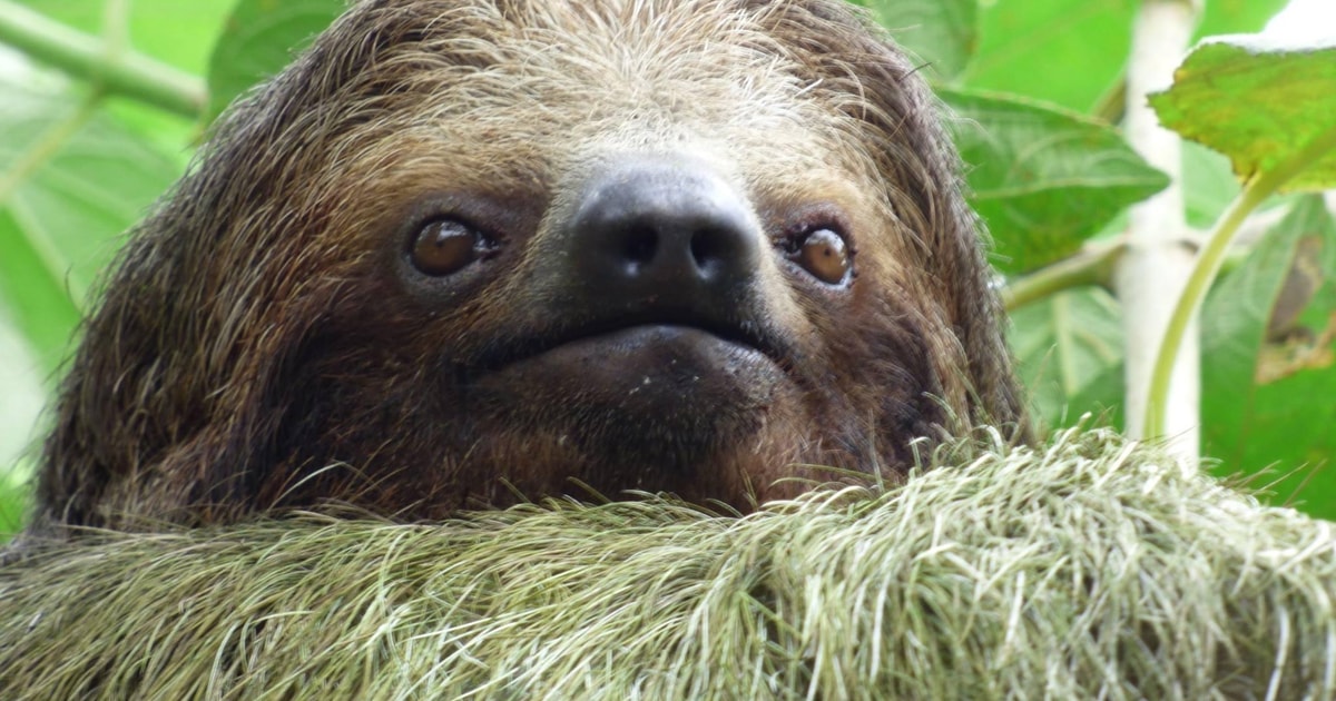 La Fortuna: Sloth Watching Tour with Transfer and Snacks | GetYourGuide