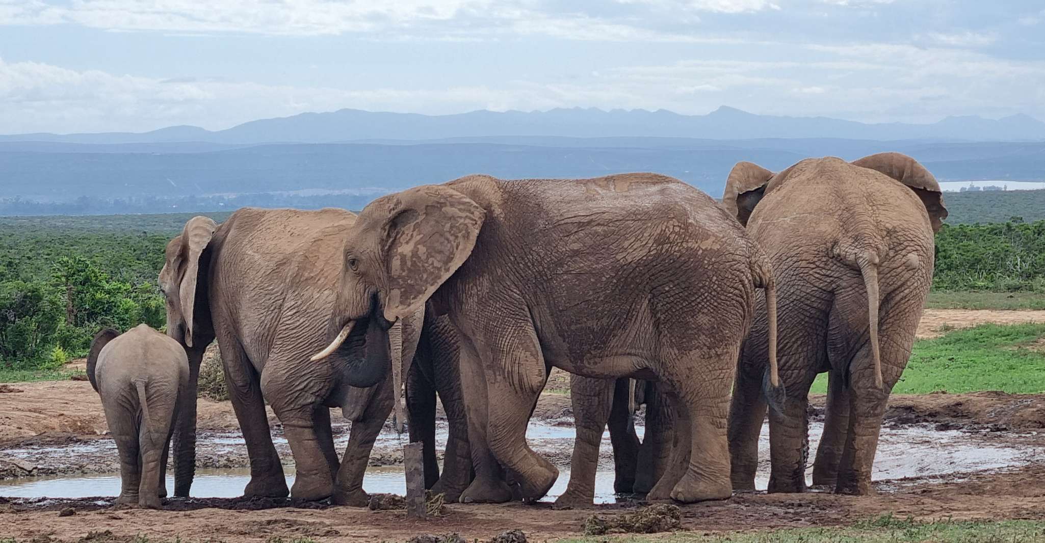 Addo Elephant Park y Jiraffe Walk Safari día completo privado - Hizvo