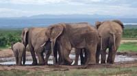 Addo Elephant Park y Jiraffe Walk Safari día completo privado - Hizvo