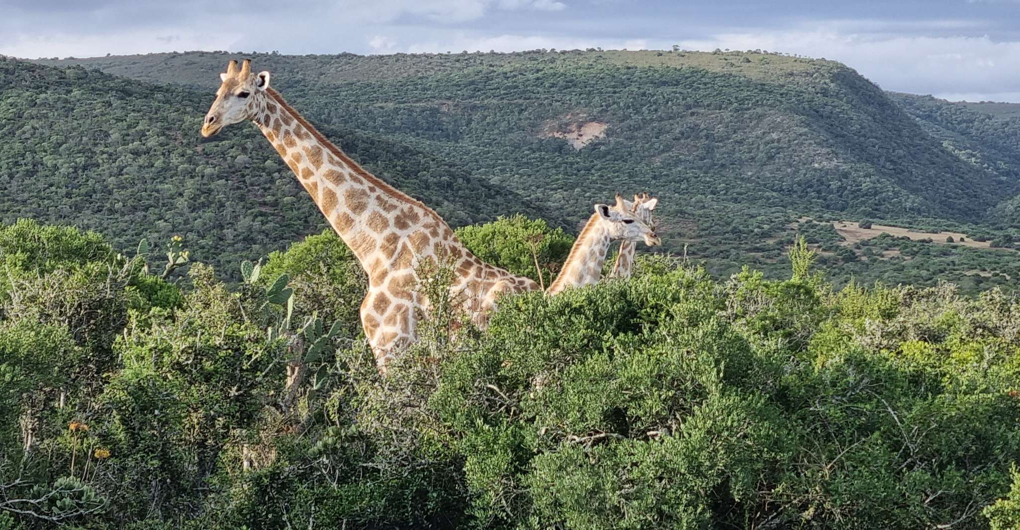 Addo Elephant Park y Jiraffe Walk Safari día completo privado - Hizvo