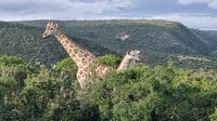 Addo Elephant Park y Jiraffe Walk Safari día completo privado - Hizvo