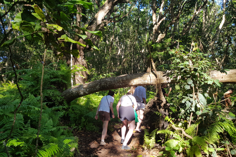 Jozani Forest chwaka bay Jozani Forest chaka bay