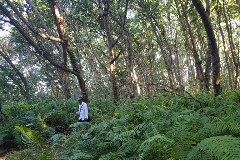 Jozani Forest chwaka bay Jozani Forest chaka bay