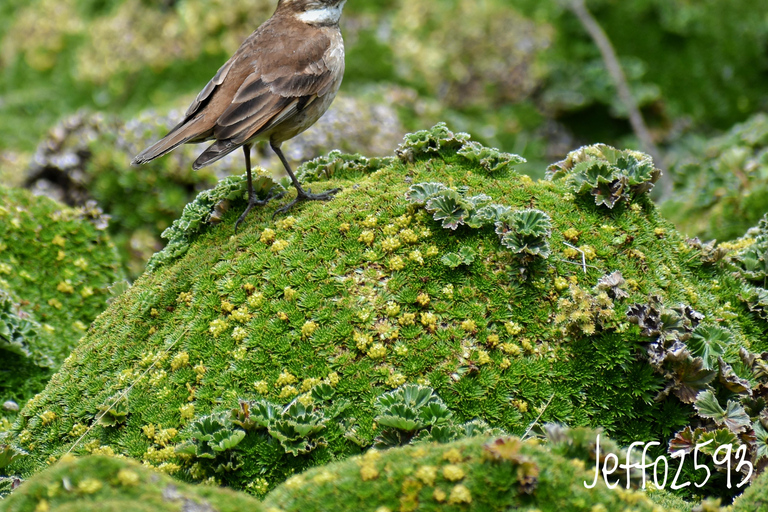 Parque Nacional Antisana - Avistamiento del Cóndor Andino