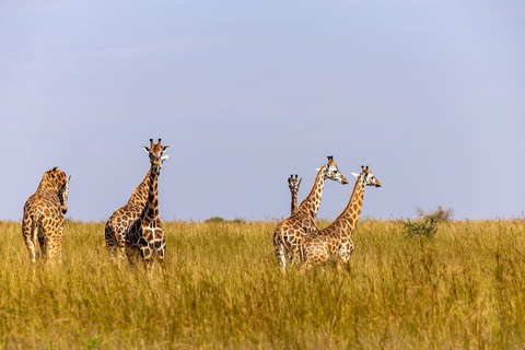 2 dagar 1 natt Nyerere nationalpark från Zanzibar med flyg