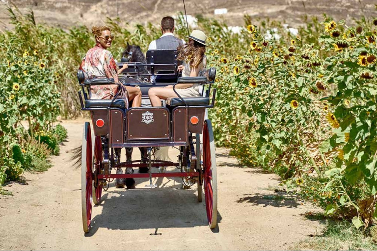 De Mikonos: Visita guiada aos sabores e tradições de Mykonos