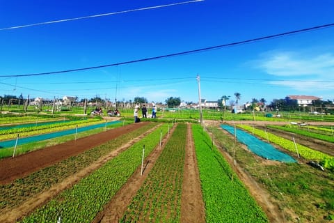 From Hoi An: Tra Que Village Tour & Cooking Experience