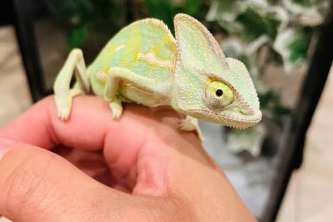 Zanzibar: Jozani-apen, vlindertuin en reptielenpark