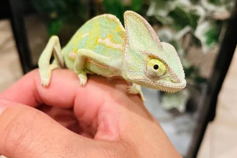 Zanzibar: Jozani-apen, vlindertuin en reptielenpark