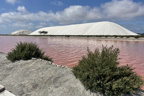 Von Montpellier aus: Camargue und Salzwiesen Geführte Tour