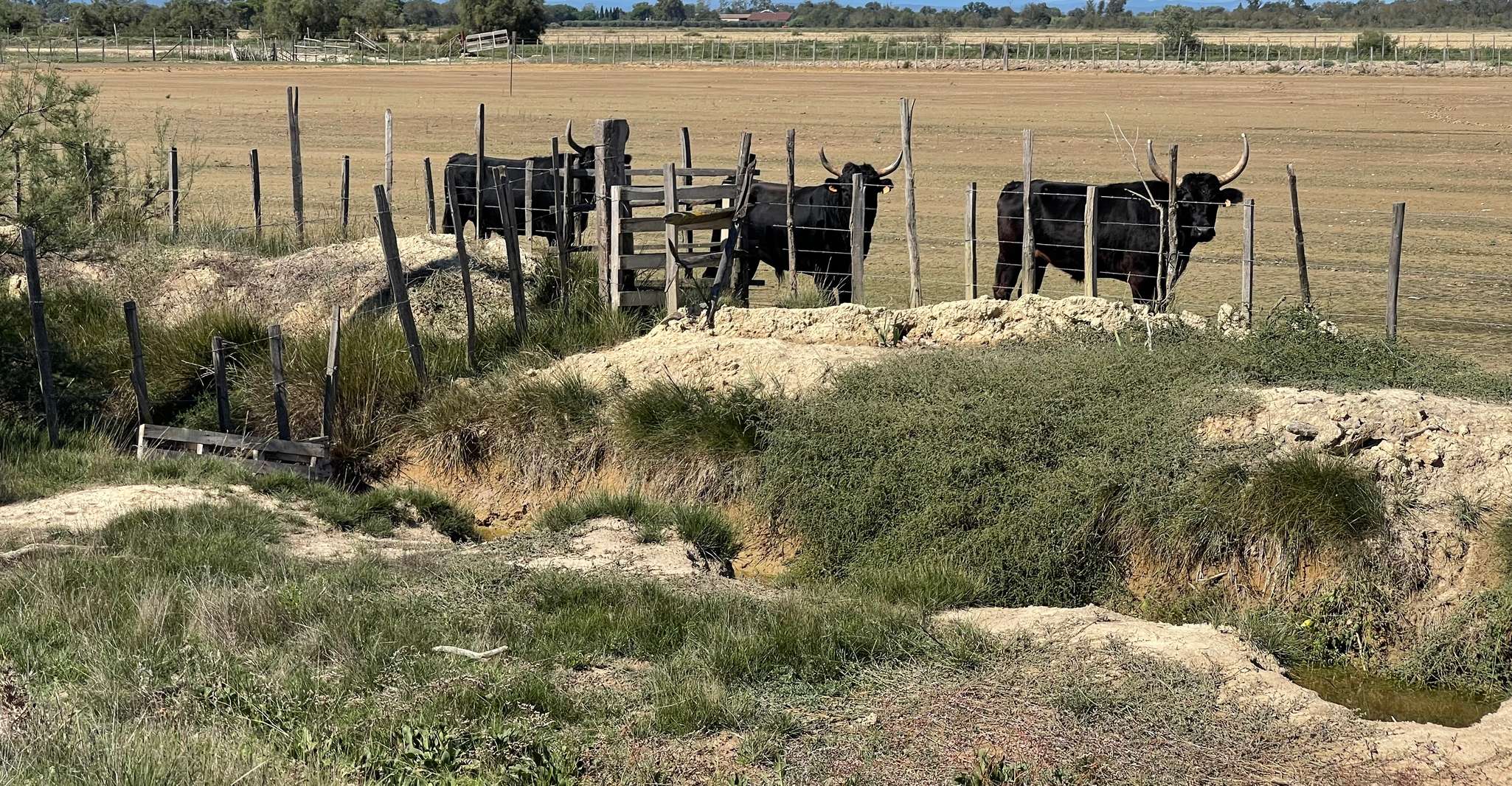 Montpellier'den Camargue ve tuz bataklıklarını ziyaret edin - Hizvo