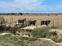 Visita el faro Camargue y Espiguette desde Montpellier - Hizvo