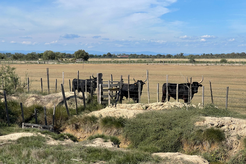 Von Montpellier aus: Camargue und Salzwiesen Geführte Tour