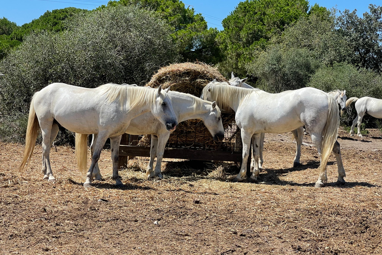 Visita los tesoros de la Camarga