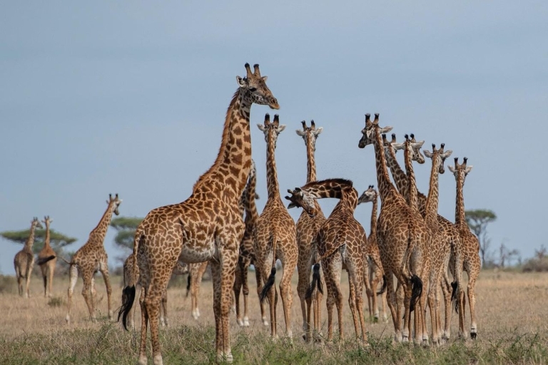 Desde Arusha: Safari clásico de 5 días Gatos, terneros y cráter
