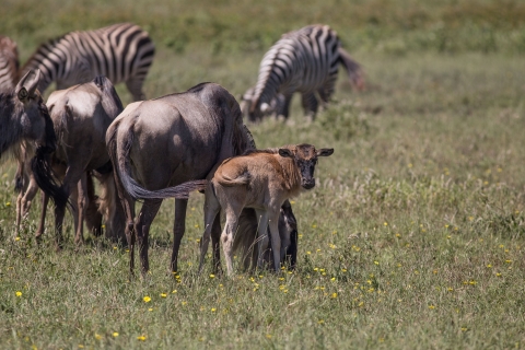 From Arusha: 5 Day Classic Safari Cats, Calves & Crater
