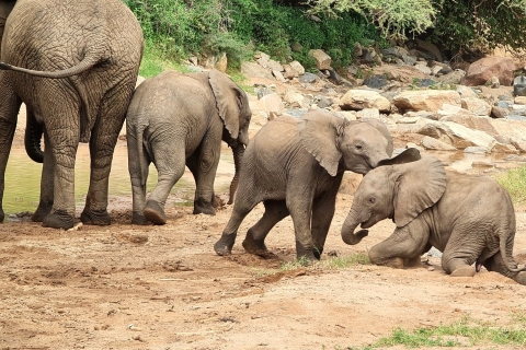 Au départ d'Arusha : 5 jours de safari classique Chats, veaux et Cratère