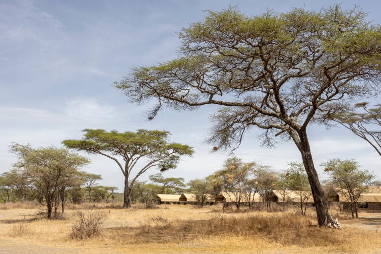 Desde Arusha: Safari clásico de 5 días Gatos, terneros y cráter